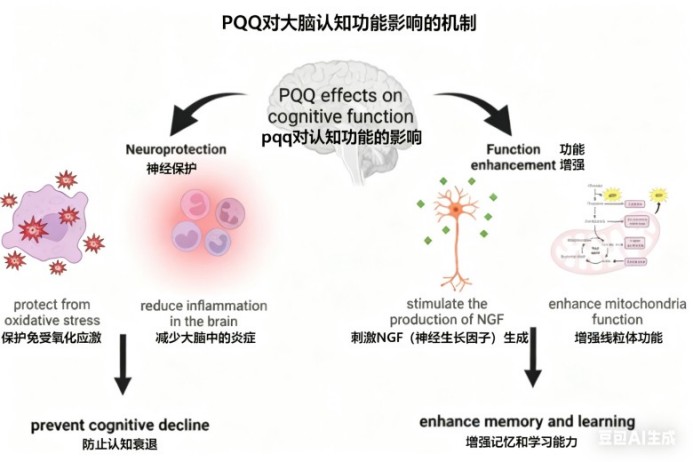 Serie 2 de ingredientes para la salud cerebral Pirroloquinolina quinona (PQQ): El activador energético que protege las células neuronales