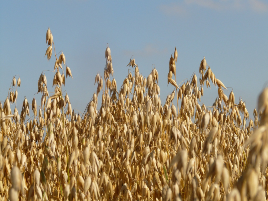 Oat β-Glucan–Based Prebiotic Combinations Promote Gut Health