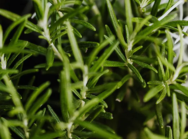 Tesoro natural: extracto de romero, una nueva fuerza antioxidante