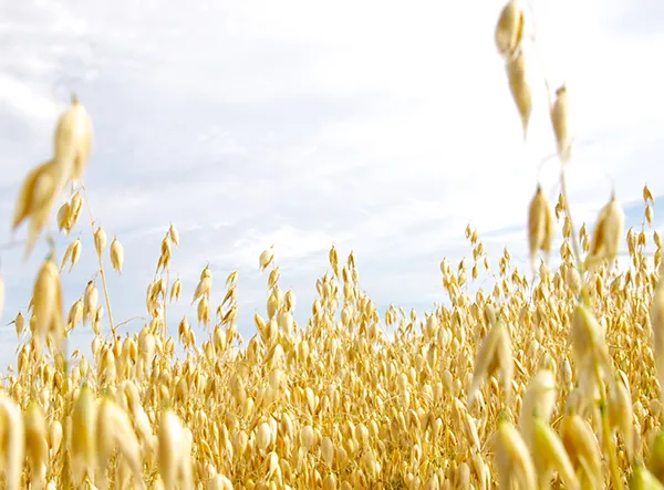 Soluci&oacute;n de gesti&oacute;n de la salud de L&P Foods: &beta;-glucano de avena