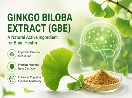 【Serie 8 de ingredientes para la salud cerebral】 Extracto de ginkgo biloba (GBE): Un ingrediente activo natural para mejorar la circulaci&oacute;n cerebral